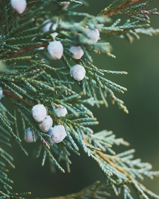 Frosted Juniper