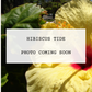 Hibiscus Tide