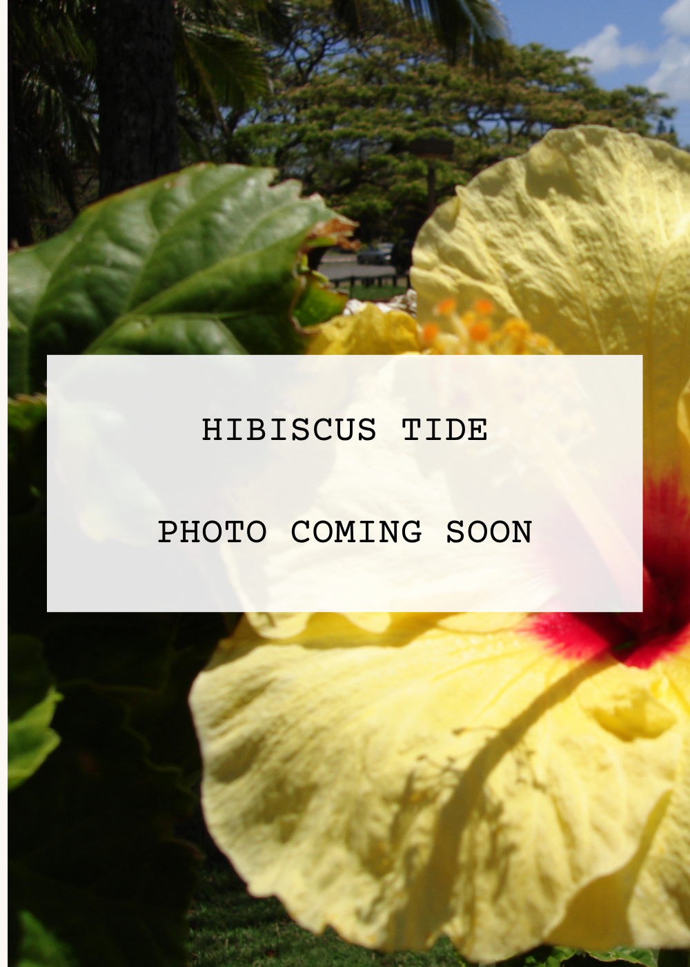 Hibiscus Tide